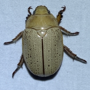 Anoplognathus pallidicollis at Jerrabomberra, NSW - suppressed