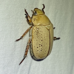 Anoplognathus pallidicollis at Jerrabomberra, NSW - suppressed