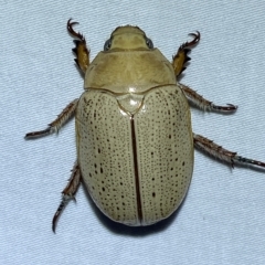 Anoplognathus pallidicollis at Jerrabomberra, NSW - suppressed