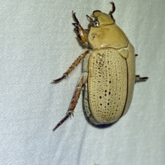 Anoplognathus pallidicollis at Jerrabomberra, NSW - 18 Mar 2023