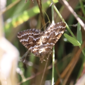 Chrysolarentia heliacaria at Namadgi National Park - 18 Mar 2023 01:54 PM