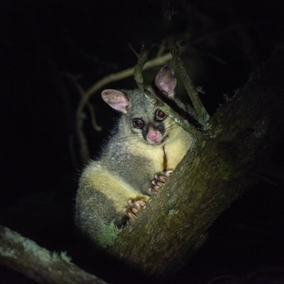 Trichosurus vulpecula (Common Brushtail Possum) at Penrose, NSW - 16 Mar 2023 by Aussiegall