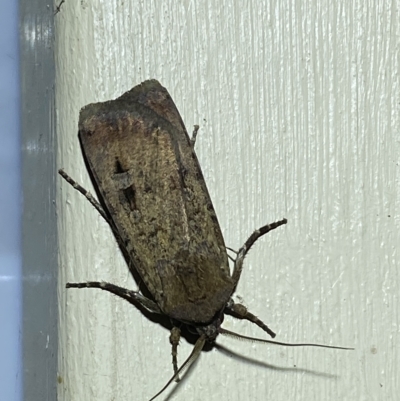 Agrotis ipsilon (Agrotis ipsilon) at Jerrabomberra, NSW - 18 Mar 2023 by Steve_Bok