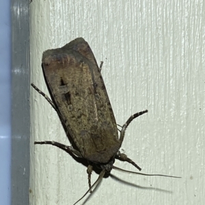 Agrotis ipsilon at suppressed - 18 Mar 2023