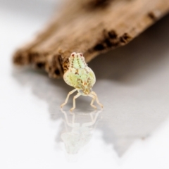 Siphanta acuta at Jerrabomberra, NSW - 17 Mar 2023