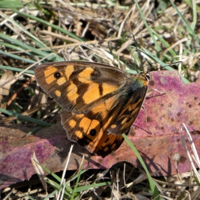 Heteronympha penelope (Shouldered Brown) at Brindabella, NSW - 18 Mar 2023 by HarveyPerkins