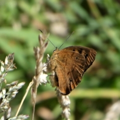 Heteronympha penelope (Shouldered Brown) at Brindabella, NSW - 18 Mar 2023 by HarveyPerkins