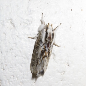 Porela delineata at Paddys River, ACT - 17 Jan 2023