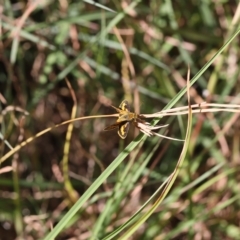 Ocybadistes walkeri (Green Grass-dart) at Lyons, ACT - 17 Mar 2023 by ran452