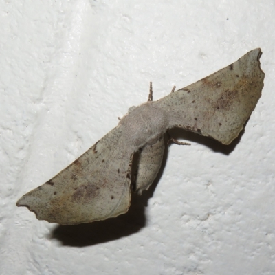 Circopetes obtusata (Grey Twisted Moth) at Paddys River, ACT - 17 Jan 2023 by Christine