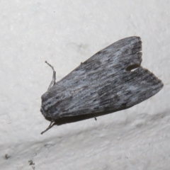 Capusa senilis at Paddys River, ACT - 17 Jan 2023