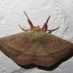 Anthela (genus) (An Anthelid moth) at Paddys River, ACT - 17 Jan 2023 by Christine