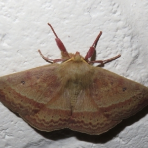 Anthela (genus) at Paddys River, ACT - 17 Jan 2023 12:18 PM