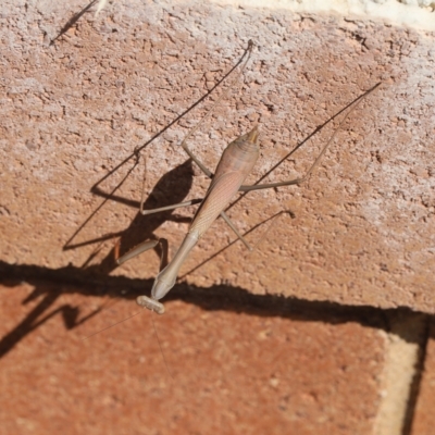 Unidentified Insect at Lyons, ACT - 17 Mar 2023 by ran452