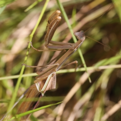 Tenodera australasiae (Purple-winged mantid) at Lyons, ACT - 18 Mar 2023 by ran452