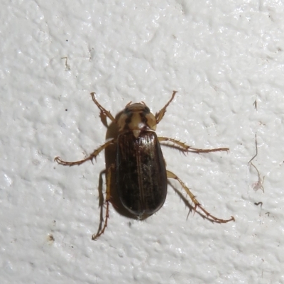 Telura sp. (genus) (A scarab beetle) at Paddys River, ACT - 17 Jan 2023 by Christine