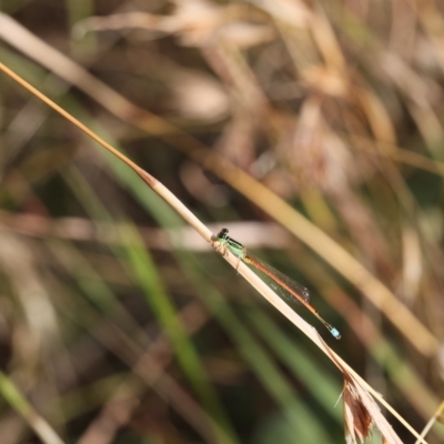 Ischnura aurora (Aurora Bluetail) at Lyons, ACT - 18 Mar 2023 by ran452