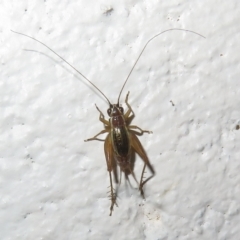 Trigonidium (Balamara) albovittatum (Handsome trig) at Paddys River, ACT - 17 Jan 2023 by Christine