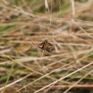 Taractrocera papyria at Lyons, ACT - 18 Mar 2023