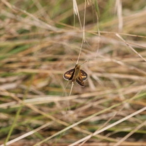 Taractrocera papyria at Lyons, ACT - 18 Mar 2023