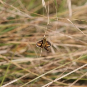 Taractrocera papyria at Lyons, ACT - 18 Mar 2023