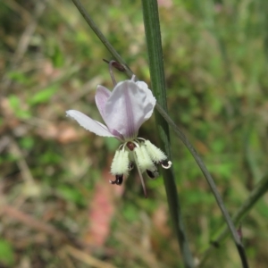 Arthropodium milleflorum at Paddys River, ACT - 17 Jan 2023 12:41 PM