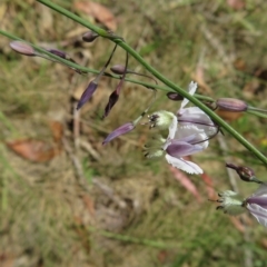 Arthropodium milleflorum at Paddys River, ACT - 17 Jan 2023 12:41 PM