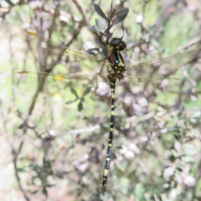 Synthemis eustalacta (Swamp Tigertail) at Paddys River, ACT - 17 Jan 2023 by Christine