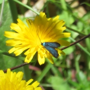 Pollanisus viridipulverulenta at Paddys River, ACT - 17 Jan 2023