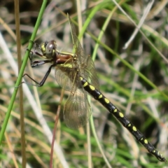 Synthemis eustalacta (Swamp Tigertail) at Paddys River, ACT - 17 Jan 2023 by Christine