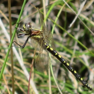 Synthemis eustalacta at Paddys River, ACT - 17 Jan 2023 01:13 PM