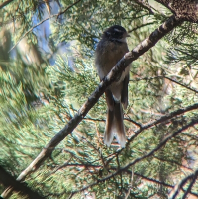 Rhipidura albiscapa (Grey Fantail) at Milbrulong State Forest - 17 Mar 2023 by Darcy