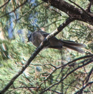 Rhipidura albiscapa at Milbrulong, NSW - 18 Mar 2023