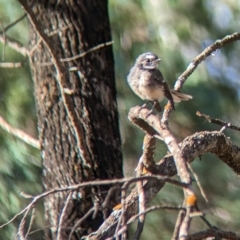 Rhipidura albiscapa (Grey Fantail) at Milbrulong, NSW - 17 Mar 2023 by Darcy