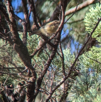 Acanthiza nana (Yellow Thornbill) at Milbrulong State Forest - 17 Mar 2023 by Darcy