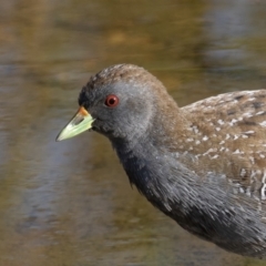 Porzana fluminea (Australian Spotted Crake) at Holt, ACT - 19 Mar 2023 by rawshorty