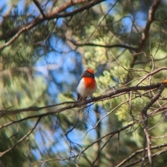 Petroica goodenovii (Red-capped Robin) at Milbrulong State Forest - 17 Mar 2023 by Darcy