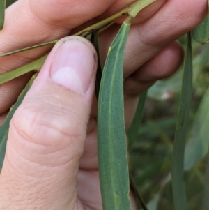 Acacia difformis at Milbrulong, NSW - 18 Mar 2023