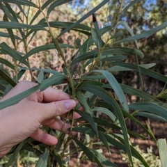 Acacia difformis at Milbrulong, NSW - 18 Mar 2023