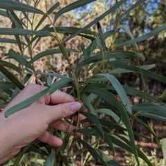 Acacia difformis at Milbrulong, NSW - 18 Mar 2023