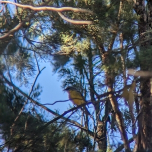 Eopsaltria australis at Milbrulong, NSW - 18 Mar 2023