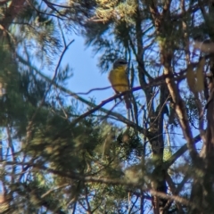 Eopsaltria australis at Milbrulong, NSW - 18 Mar 2023