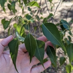 Brachychiton populneus (Kurrajong) at Milbrulong, NSW - 17 Mar 2023 by Darcy