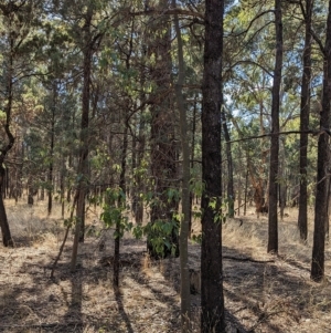 Brachychiton populneus at Milbrulong, NSW - 18 Mar 2023