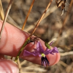 Arthropodium fimbriatum at Tootool, NSW - 18 Mar 2023