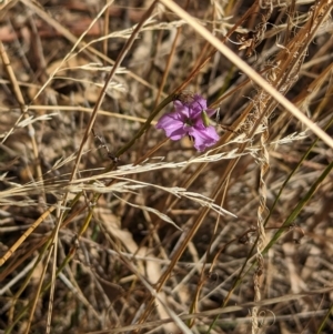 Arthropodium fimbriatum at Tootool, NSW - 18 Mar 2023