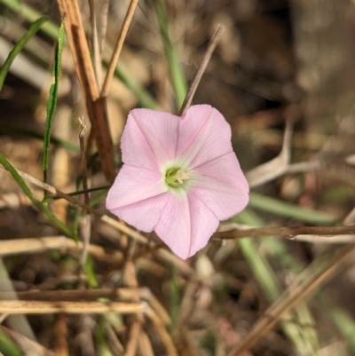 Convolvulus angustissimus subsp. angustissimus (Australian Bindweed) at Tootool, NSW - 18 Mar 2023 by Darcy