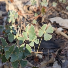 Marsilea drummondii (Common Nardoo) at Tootool, NSW - 17 Mar 2023 by Darcy