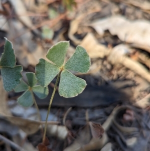 Marsilea drummondii at Tootool, NSW - 18 Mar 2023