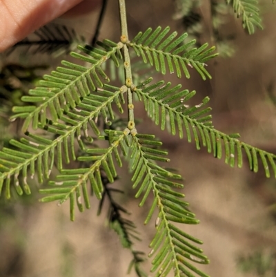 Acacia deanei subsp. deanei (Deane's Wattle) at Tootool, NSW - 17 Mar 2023 by Darcy